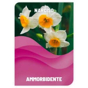 MEGLIO SFUSO <br> AMMORBIDENTE PER BUCATO <br> NARCISO <br> COD: ABMS13 <br> 1.40 € / KG