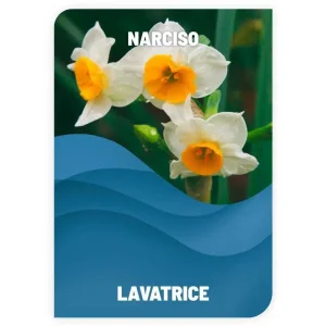 DETERSIVO PER BUCATO <br> NARCISO <br> COD: DBS26 <br> 1.70 €/KG