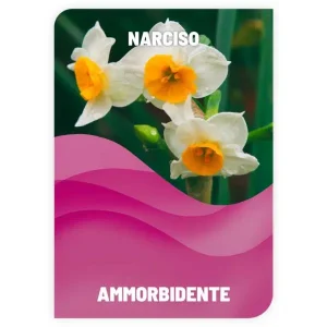 AMMORBIDENTE <br> NARCISO <br> COD: ABS23 <br> 1.65 €/KG